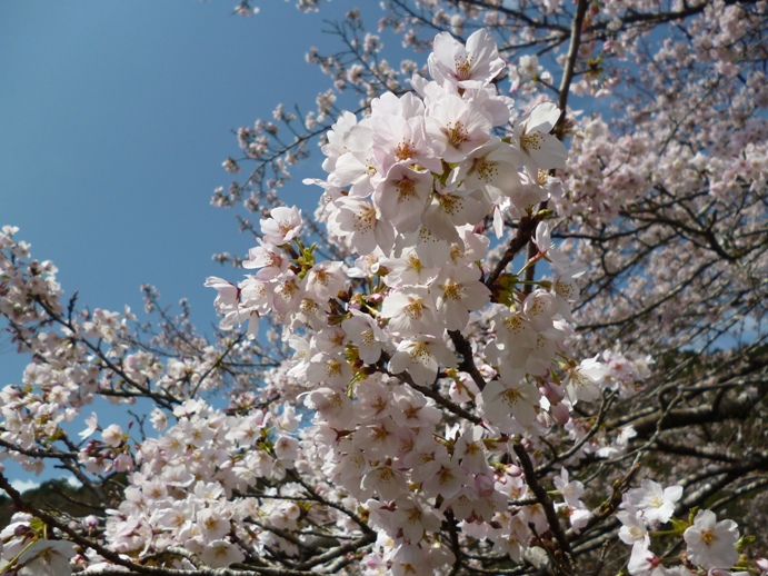 桜たより⑦