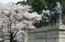 城山公園桜（一豊と千代の像付近）